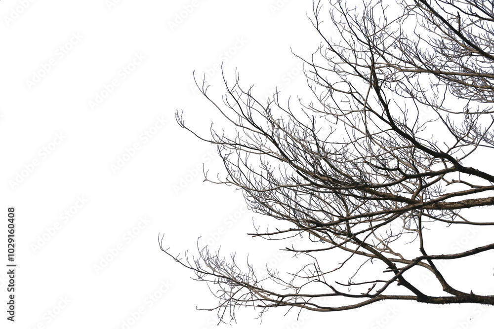 Dead branches , Silhouette dead tree or dry tree on white background with clipping path. Dead branches , Silhouette dead tree or dry tree on white background with clipping path.