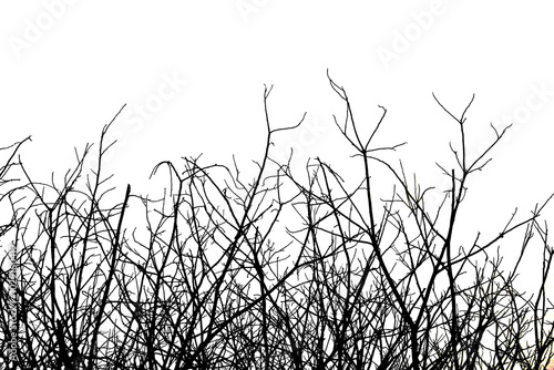 Dead branches , Silhouette dead tree or dry tree on white background with clipping path.