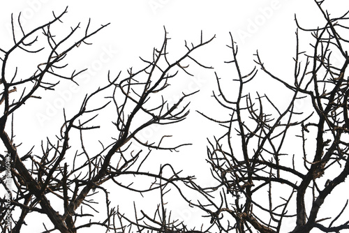 Dead branches , Silhouette dead tree or dry tree on white background with clipping path.
