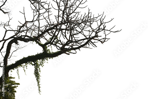 Dead branches , Silhouette dead tree or dry tree on white background with clipping path.