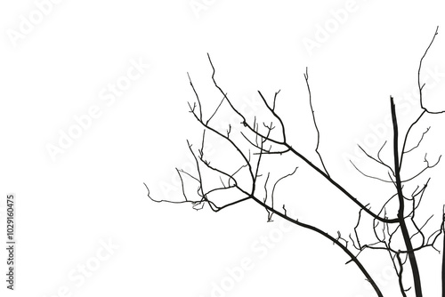Dead branches , Silhouette dead tree or dry tree on white background with clipping path.