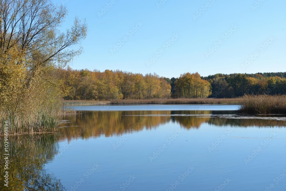 Tranquil autumn waters reflecting golden foliage under a clear blue sky Tranquil autumn waters reflecting golden foliage under a clear blue sky