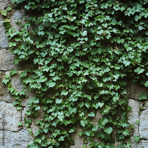 A lush green ivy plant cascading over a textured stone wall.