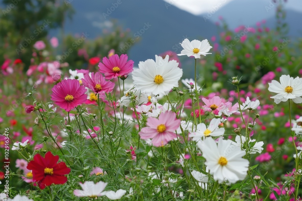 A vibrant field of blooming cosmos flowers in a serene landscape during a sunny afternoon A vibrant field of blooming cosmos flowers in a serene landscape during a sunny afternoon