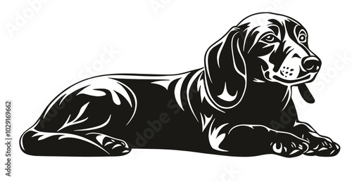 Stylish black-and-white illustration of a dachshund lying down, featuring detailed shading and elegant lines, perfect for dog lovers and modern design projects