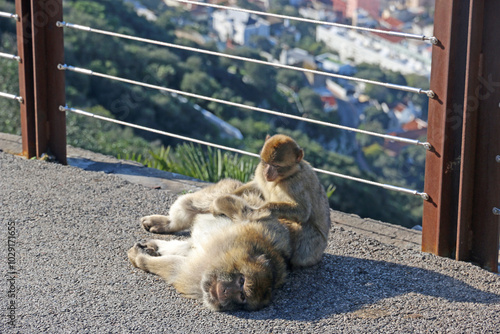 Barbary macaque grooming on the Rock of Gibraltar