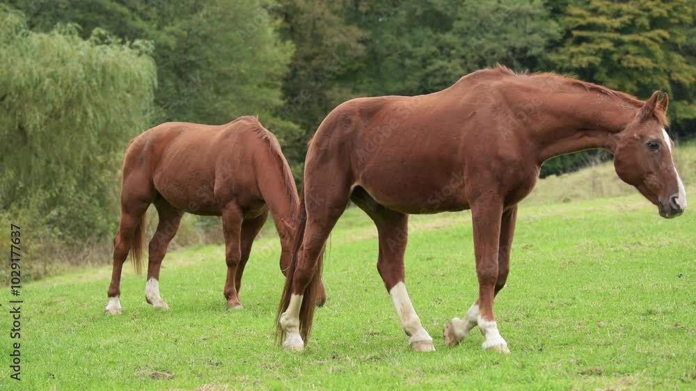 Brown horses grazing in a pasture in the rural countryside during a rainy day, slow motion video
Brown horses grazing in a pasture in the rural countryside during a rainy day, slow motion video