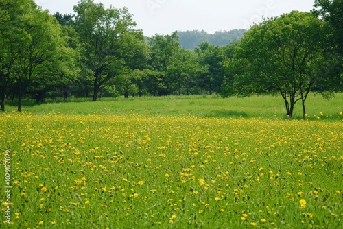 A vibrant meadow blooming with dandelions under the bright sunshine in late spring photo