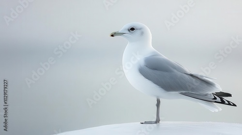 a beautiful natural white seagull gracefully poses isolated against a crisp white background embodying the essence of freedom and aquatic life in a minimalistic yet striking manner