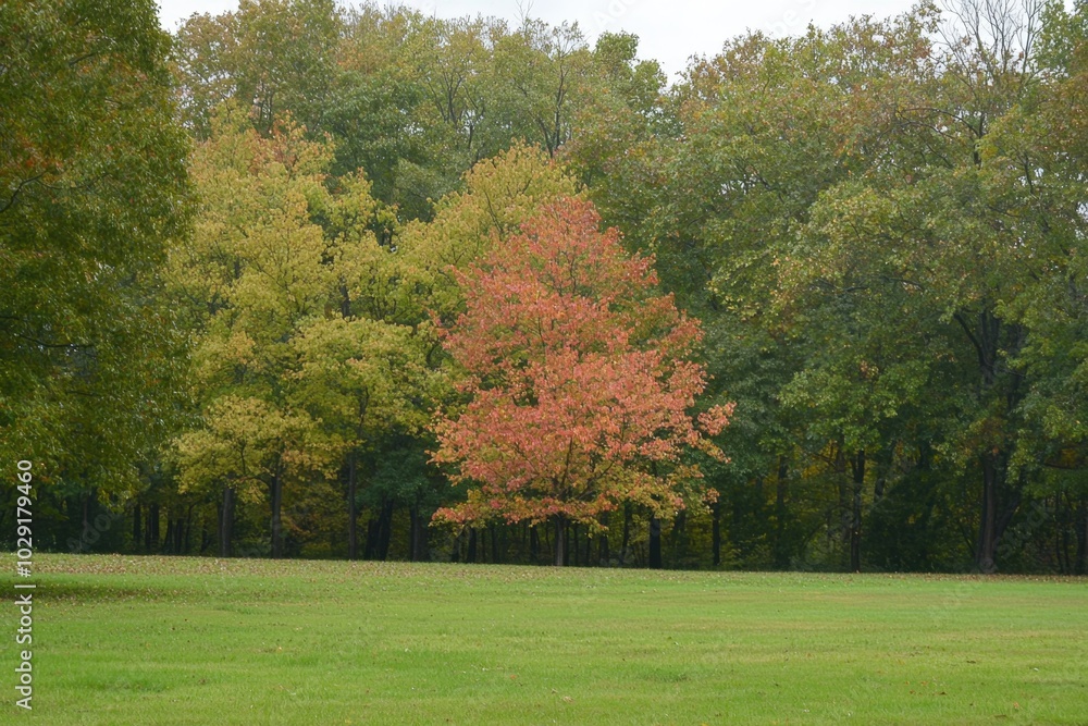 Naklejka premium A vibrant orange maple tree stands out among lush green foliage in autumn's embrace