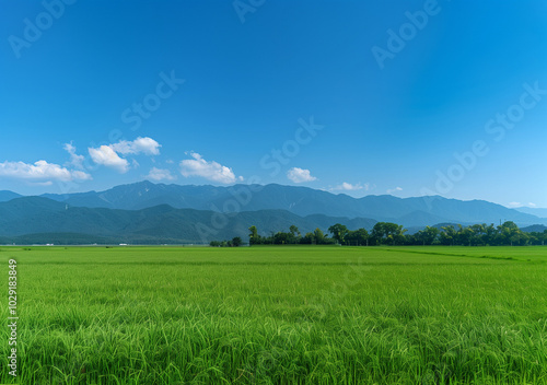 landscape with grass