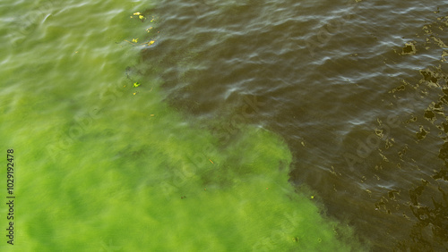 Photos The water in the river or lake has bloomed.