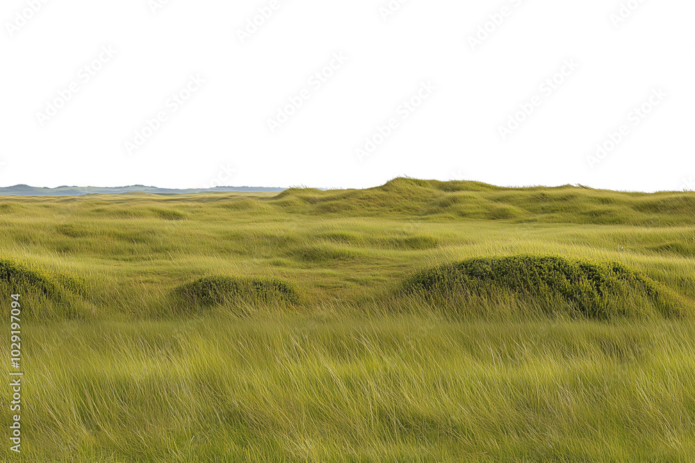Fototapeta premium PNG Cut out isolated. Lush green grasslands stretching into the horizon. The soft, rolling hills of vibrant grasses create a peaceful and natural scene under a clear, overcast sky.