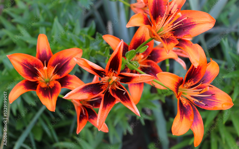 Tube Shaped Blooms Of Garden Lillies On A Stems In A Garden
Tube Shaped Blooms Of Garden Lillies On A Stems In A Garden