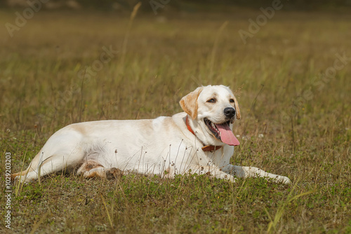 dog labrador retriever fawn color in nature.