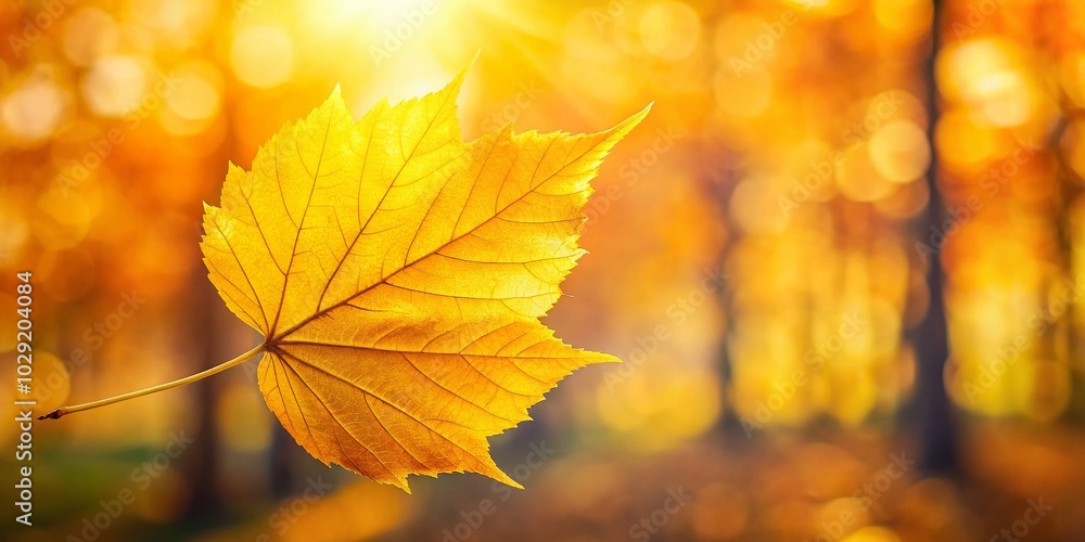 Autumn Leaves Swaying in the Wind - Natural Fall Background with Sunlight and Blur Effect Autumn Leaves Swaying in the Wind - Natural Fall Background with Sunlight and Blur Effect