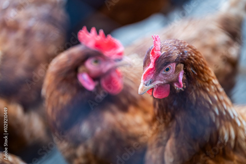 Close-Up of Brown Chickens in a Farm Setting