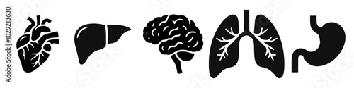 human anatomy, monochrome icons set. internal organs, body parts, simple symbols collection