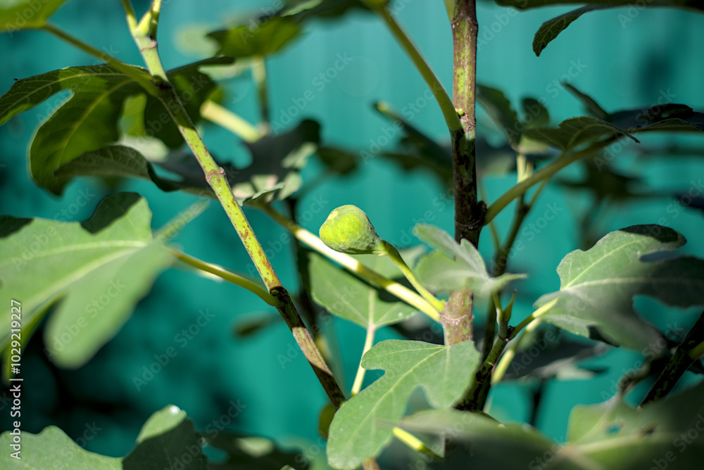 Photo of green figs on a tree