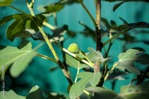 Obraz na płótnie Photo of green figs on a tree w salonie