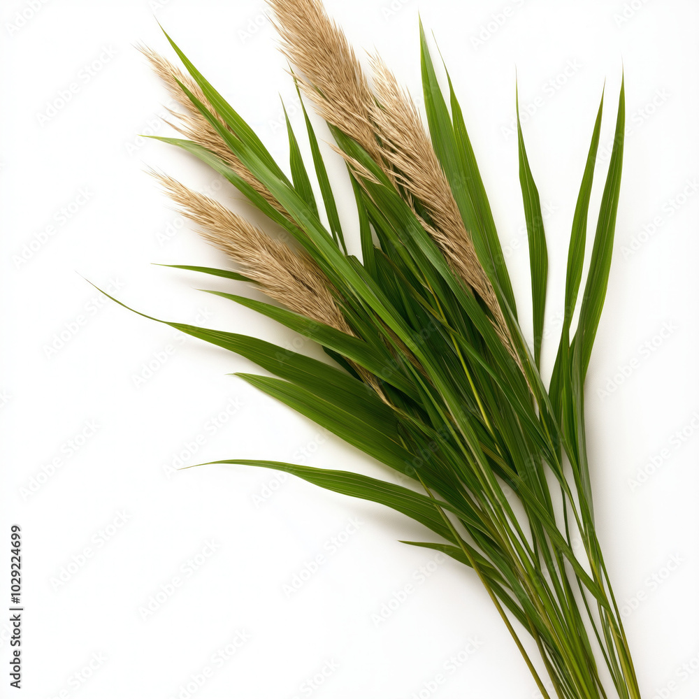 Fototapeta premium Bulrush Isolated