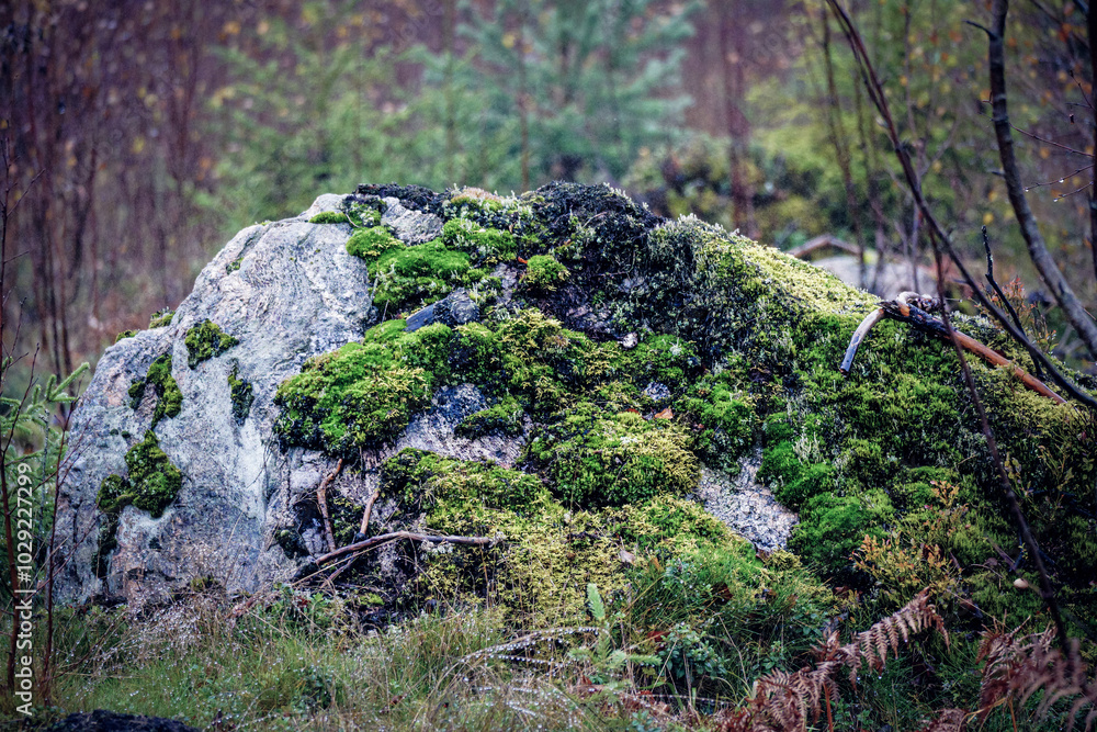 A beautiful rock covered in green moss in a dense forest A beautiful rock covered in green moss in a dense forest