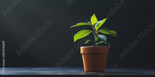 Small Green Plant in Terracotta Pot Against Dark Background
