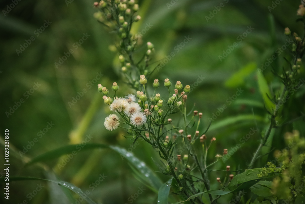 Delicate wildflowers in a lush green setting, evoking tranquility, nature, and environmental harmony Delicate wildflowers in a lush green setting, evoking tranquility, nature, and environmental harmony