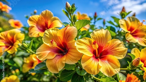 Flower Power Yellow and Orange Hibiscus in Full Bloom Low Angle