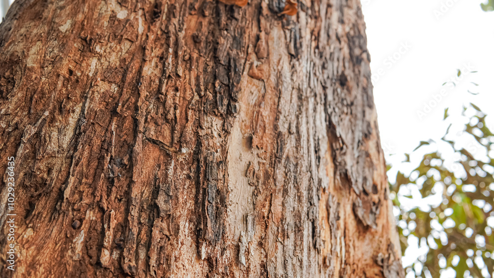 Tree trunk, green leaves, sunlight through canopy. Suitable for nature blogs, environmental websites, or wellness publications.
Tree trunk, green leaves, sunlight through canopy. Suitable for nature blogs, environmental websites, or wellness publications.