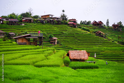 Beautiful images of green rice fields and Ban Pa Bong Piang village in the morning in Chiang Mai province.