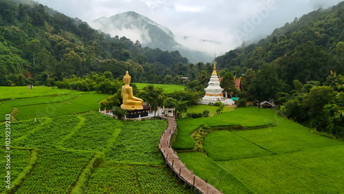 Aerial view of farmer village, paddy field of sticky rice among wooden bridge to white pagoda and golden buddha, Northern of Thailand