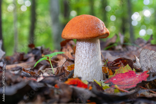 Edible wild mushrooms Leccinum aurantiacum grow in the forest. photo