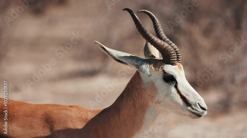 Close up of head of grazing and browsing herd or group of springbok, impala, or springbuck antelope shading under a acacia tree in Etosha National Park, Namibia, Africa
