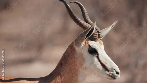 Close up of head of grazing and browsing herd or group of springbok, impala, or springbuck antelope shading under a acacia tree in Etosha National Park, Namibia, Africa