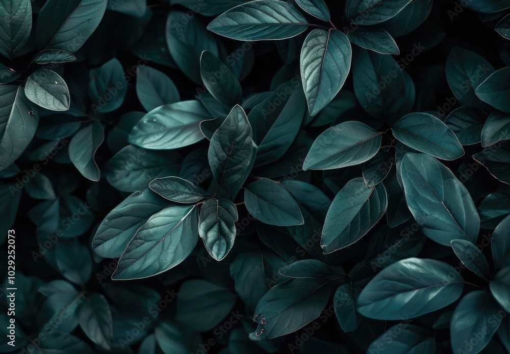 Closeup of dark green leaves natural beauty background texture Closeup of dark green leaves natural beauty background texture