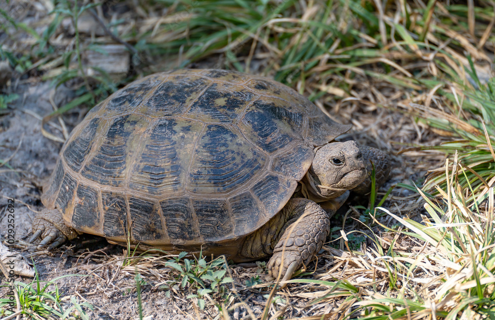 The Central Asian turtle walks on the ground overgrown with grass and looks up carefully. She looks angry. The Central Asian turtle walks on the ground overgrown with grass and looks up carefully. She looks angry.