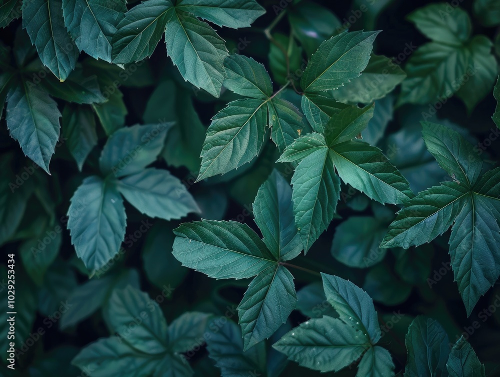 Closeup of dark green leaves natural beauty background texture Closeup of dark green leaves natural beauty background texture