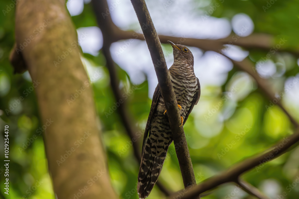 Lesser Cuckoo Cuculus poliocephalus at Rabindra Saravar, Kolkata, West Bengal, India Lesser Cuckoo Cuculus poliocephalus at Rabindra Saravar, Kolkata, West Bengal, India