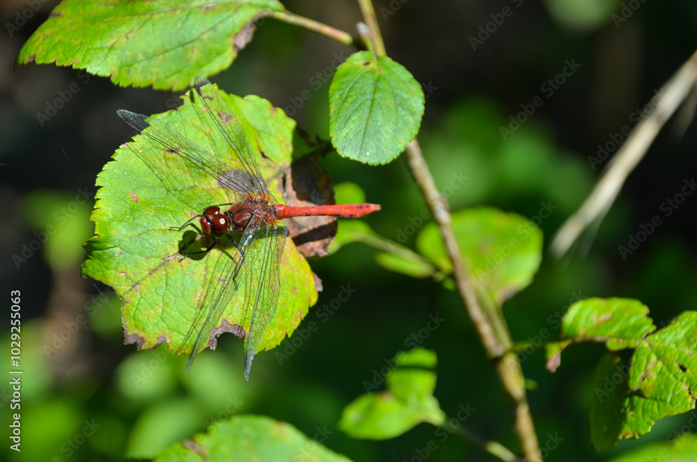 Fototapeta premium dragonfly sits on a grass on a meadow