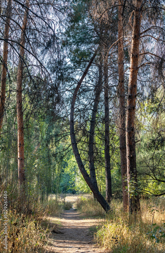 The trunk of a curved pine tree hangs over the forest path. A sunny day, the landscape of early autumn - the grass has already turned yellow, and the trees are still green. Vertical photo. The trunk of a curved pine tree hangs over the forest path. A sunny day, the landscape of early autumn - the grass has already turned yellow, and the trees are still green. Vertical photo.