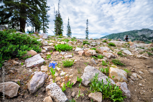 Albion Basin, Utah landscape summer view with Wasatch mountains penstemon cyananthus flower wildflowers on hiking trail to Cecret Lake photo