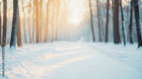 A Serene Wintry Forest Path Surrounded by Majestic Snow-Covered Trees with Bright Sunlight Filtering Through the Canopy photo