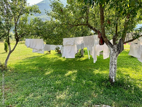 Laundry hanging between trees in a peaceful countryside orchard