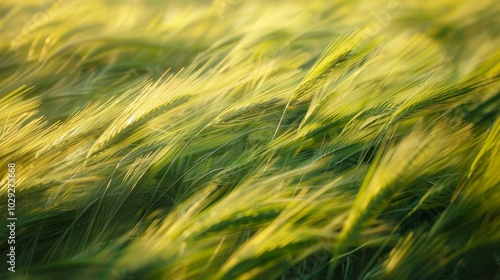 Abstract photography of wind blown grass, symbolizing the constant movement and change in the natural world.