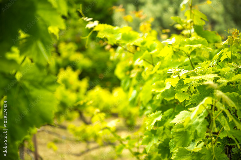Grape vine grapevine garden on Ikaria Island, Greece local summer wine fruit macro closeup on lush green leaf leaves Grape vine grapevine garden on Ikaria Island, Greece local summer wine fruit macro closeup on lush green leaf leaves