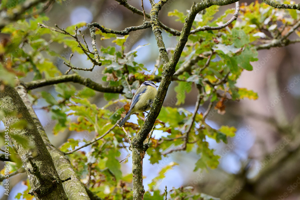 Tomtit in the tree on a beautiful branch with moss and leaves with the first autumn colors around him Tomtit in the tree on a beautiful branch with moss and leaves with the first autumn colors around him