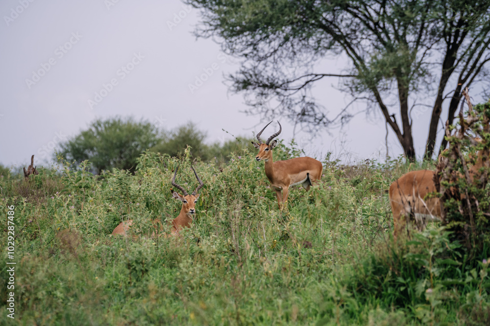 Group of antelopes resting and grazing in the African wilderness Group of antelopes resting and grazing in the African wilderness