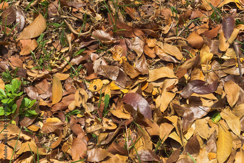 Photo of dry leaf litter from trees Photo of dry leaf litter from trees