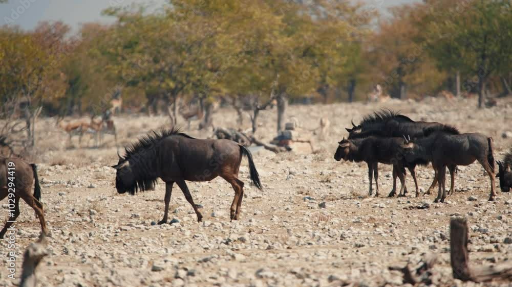 A herd of blue wildebeests drinking water from a Water point in Savanah A herd of blue wildebeests drinking water from a Water point in Savanah